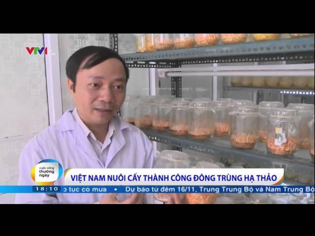 Nấm Đông Trùng Hạ Thảo _ Viện bảo vệ thực vật