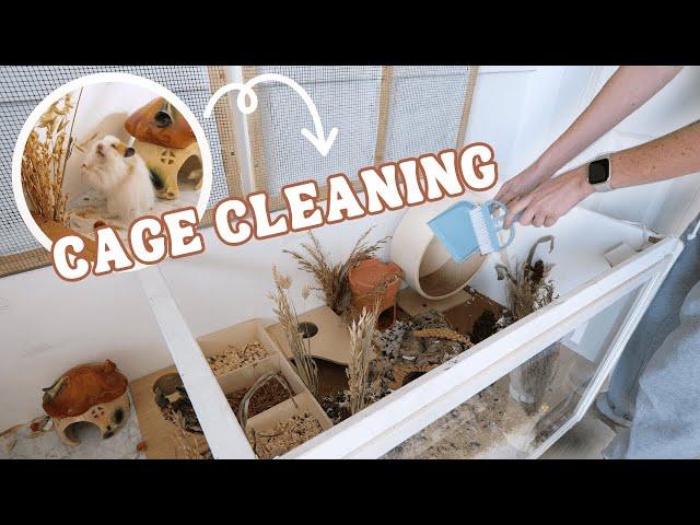 Cleaning ALL my Hamster cages! 