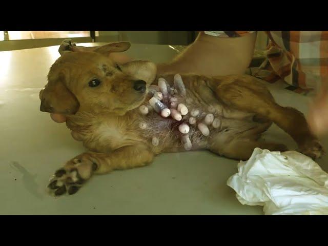 Removing Monster Mango worms From Helpless Dog! Animal Rescue Video 2022 #125