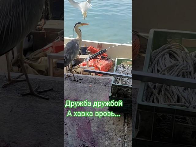 от друга можно и получить #рыбалканаозере #fishing