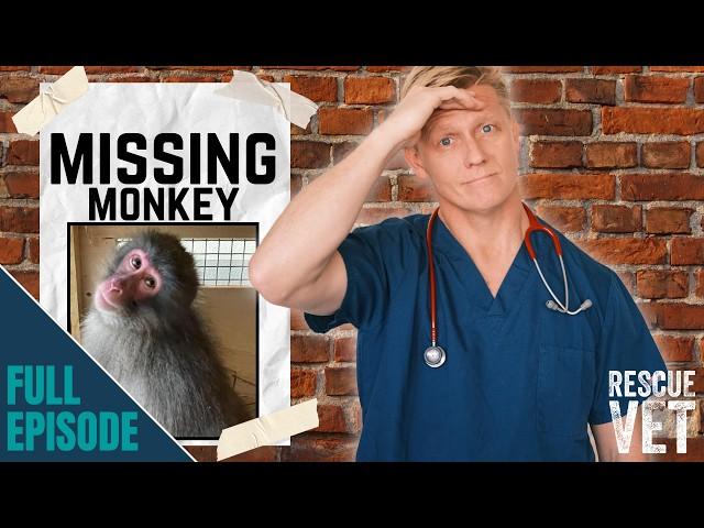 Huge search and rescue mission! Escaped monkey on the run in Highlands | Rescue Vet with Dr Scott