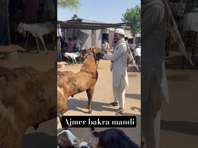 SIROHI GOAT FOR SELL HEAVY GOAT AJMER BAKRA MANDI LIVE UPDATE