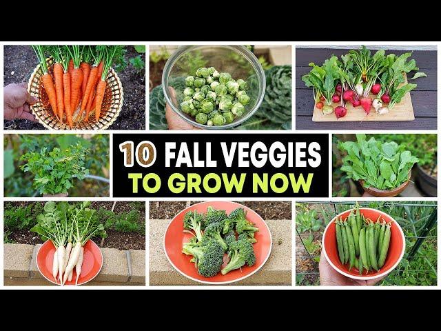 Top 10 Vegetables to grow in Fall & through Winter