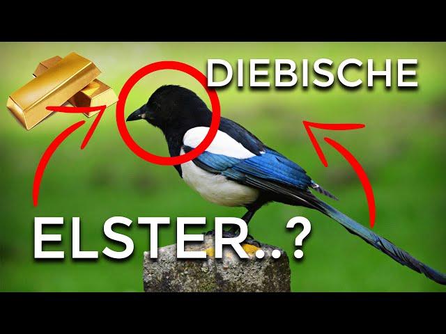 Die ELSTER - Steckbrief