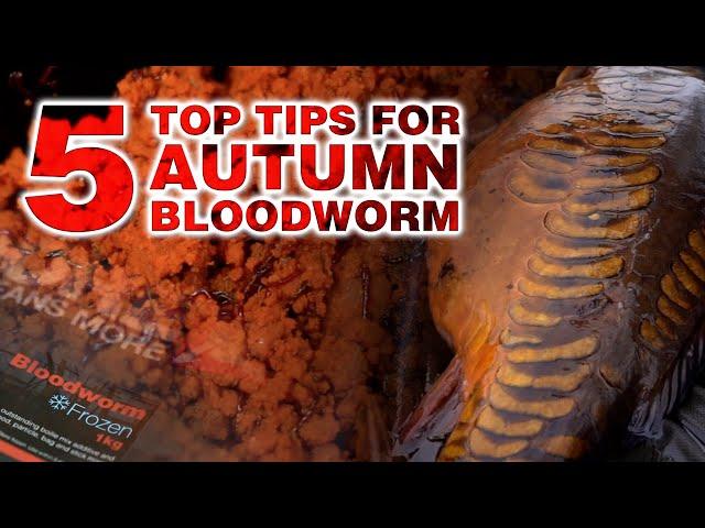 An AUTUMN EDGE to catch MORE CARP = BLOODWORM 🪱