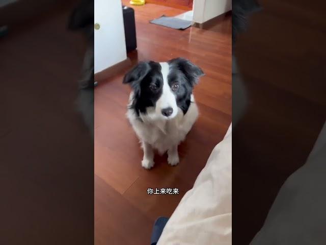 果冻：这玩笑开不了一点 #边牧 #萌宠日常记录 #不养狗不知道养狗的乐趣 #狗狗的心思都写在脸上了 #边牧果冻
