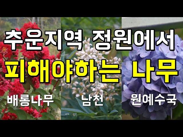 추운지역 정원에서 피해야하는 나무 TOP3 - 배롱나무, 남천, 원예수국(엔드리스썸머)