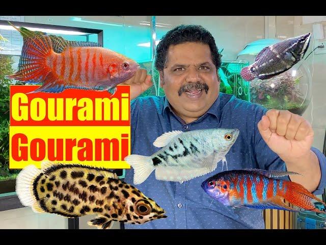 Gourami Fish | All Aquarium fish | Mayur Dev Aquascaper | Best Fish for all Fish Tanks  4K