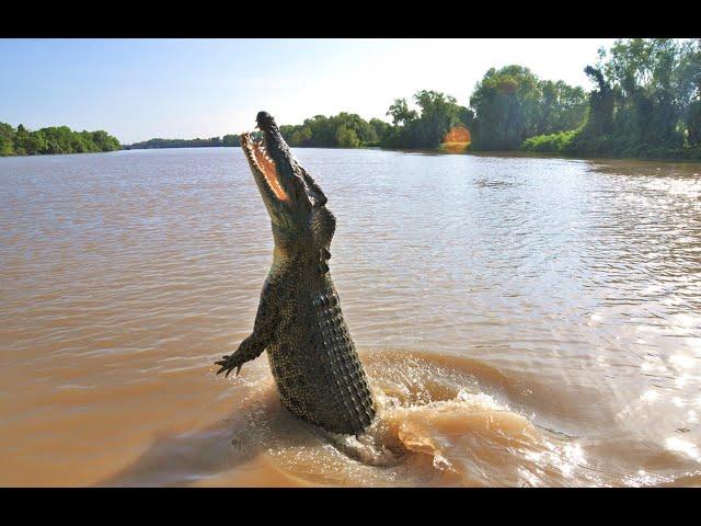 Animal Nature Documentary - Australian Saltwater Crocodile | Wild Planet HD