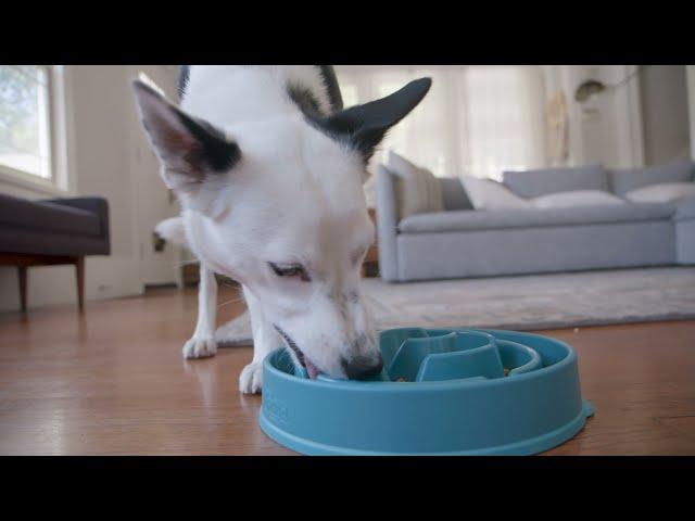 Outward Hound Fun Feeder Slo-Bowl - Up To 10X Slower Feeding