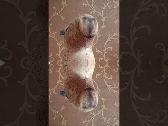 #капибара #блоптоп #реки #миша #попугай #гусь #мем #блоп #актив