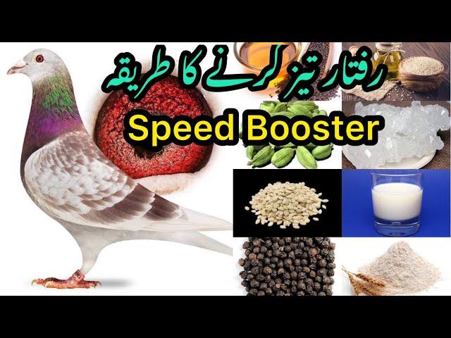 Speed Booster formula for Racing Pigeons | Racer Pigeon