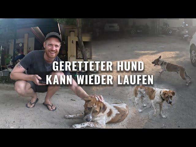 Rettungserfolg: Hund Putung kann wieder laufen! | Highlights IRL Stream