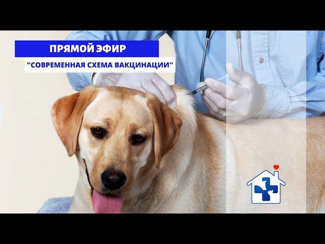 Современная схема вакцинации домашних животных