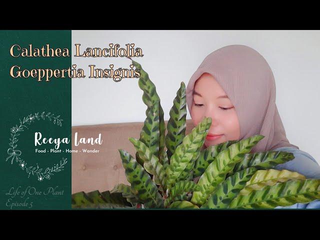 Calathea Lancifolia / Geoppertia Insignis | Life Of One Plant Eps 5