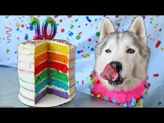 How To Make a Rainbow Birthday Cake For Dogs  DIY Dog Treats