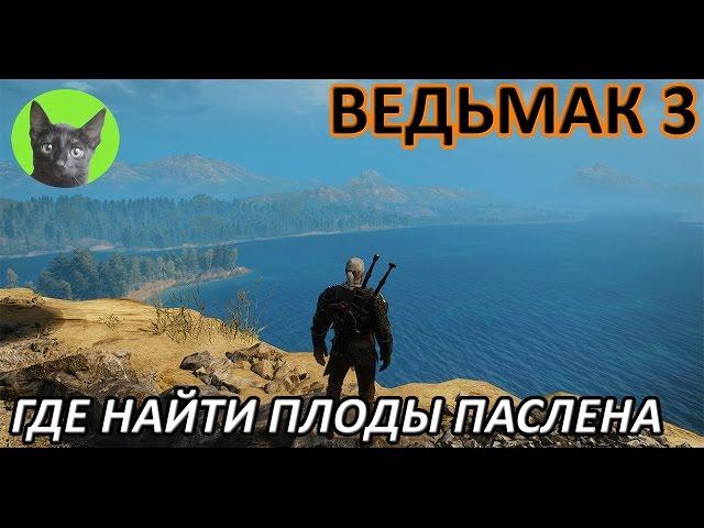 Ведьмак 3 - Вопрос-Ответ - Где найти плоды паслена