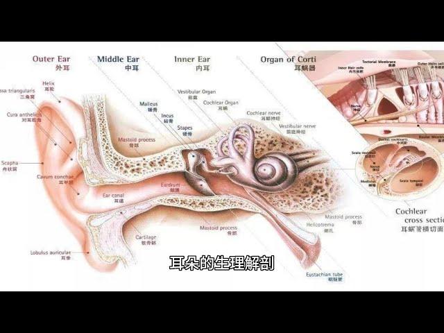 耳朵的生理解剖知识