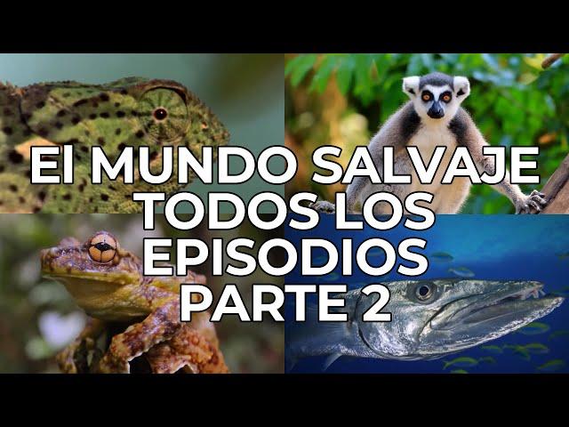 El Mundo Salvaje: Todos los Episodios Parte 2 | Free Documentary Nature -  Español