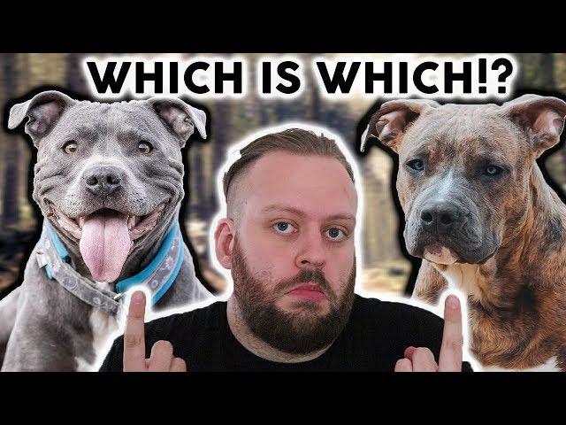 AMERICAN STAFFORDSHIRE TERRIER or STAFFORDSHIRE BULL TERRIER!? What's The Difference!?!