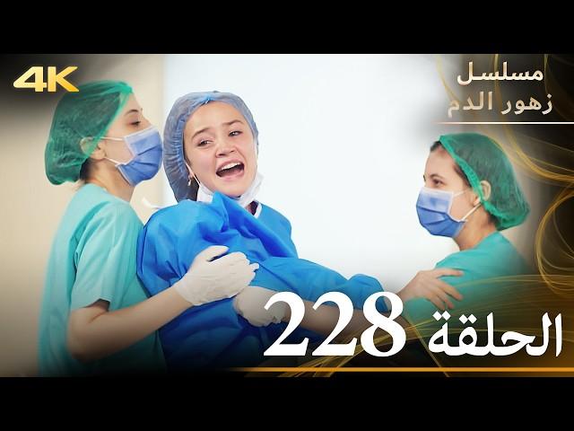 الحلقة 228 | مسلسل زهور الدم | مدبلج بالعربية | Kan Çiçekleri | جودة 4K