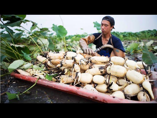 How Japanese Harvesting Millions of Lotus Roots - Lotus Root Processing Factory