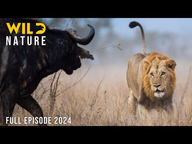 WILD SAVANNAH | Inspiring Survival Stories from the Heart of Africa | Animal documentary