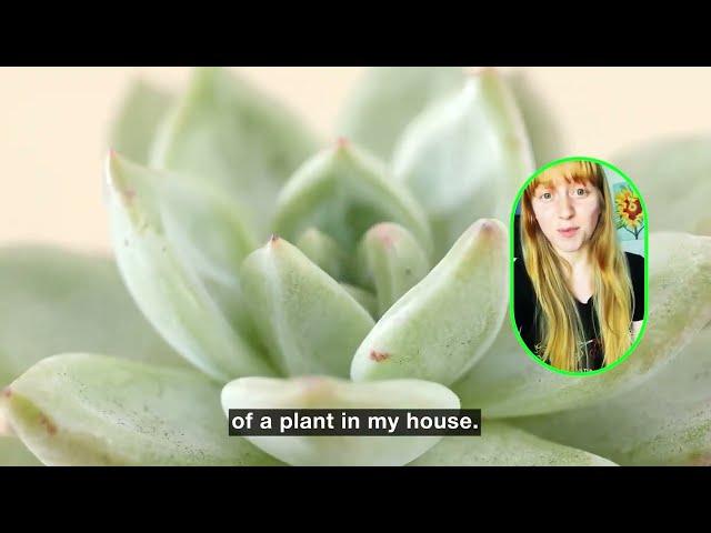 PlantIn app review: easy and comfortable to use