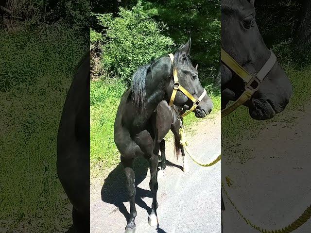 So much to see!  Exploring with young black Arabian stallion Nasr, a great way to bond with horses