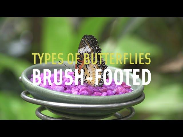 Brushfooted Butterflies