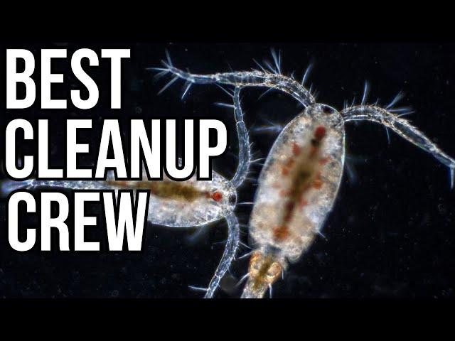 BEST Cleanup CREW for saltwater aquariums - algaebarn copepods