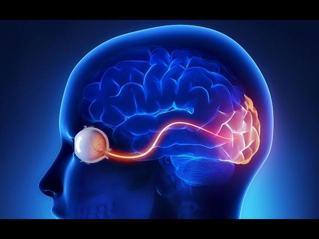 Can the damaged optic nerve be regenerated ?