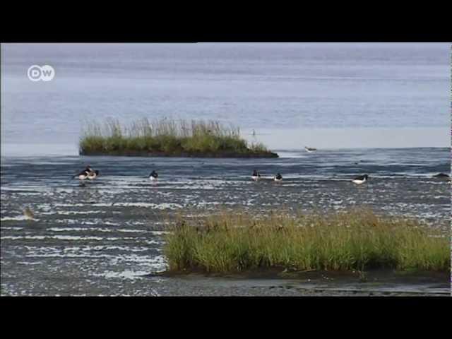 Das Wattenmeer in 60 Sec | UNESCO Welterbe