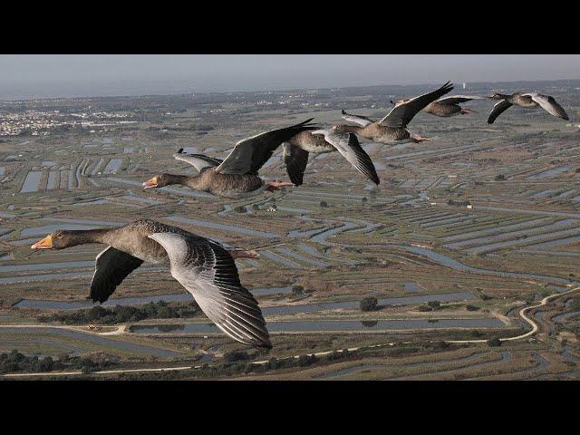 The secret routes of migratory birds (documentary in English)