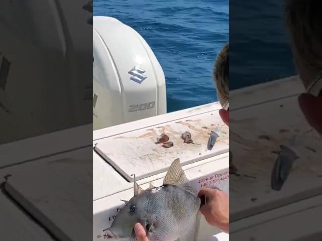Trigger fish catch #fishing #boating #salt life #YouTube