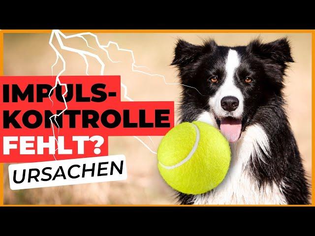 Darum KANN sich dein HUND NICHT BEHERRSCHEN 