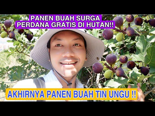 PANEN BUAH SURGA UNGU PERDANA!!AKHIRNYA PANEN BUAH TIN UNGU DI HUTAN GRATIS!! BANYAK BONUS BUAH LIAR