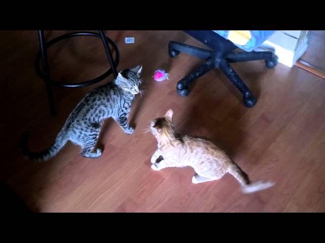 Maserati kitty vs. Orange kitten aka Garfield