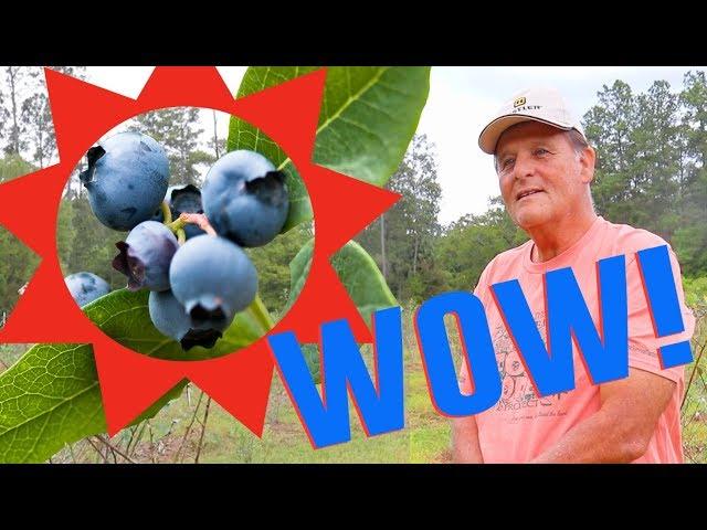 Farmer Reveals SECRETS of Growing Blueberries in Florida!