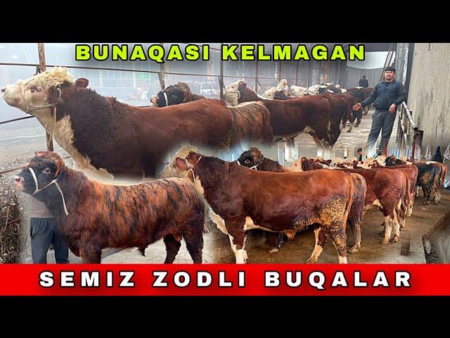 ZODLI SEMIZ BUQALARNI OPTOM JOYI ARZONCHILARDAN