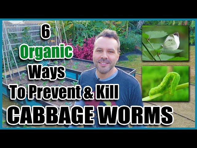 6 Organic Ways to Prevent and Kill Cabbage Worms