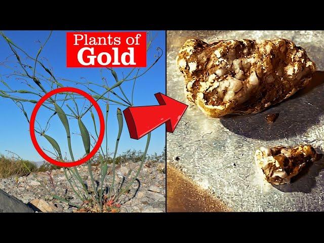 Geology of Gold | These Plants Grow Near Gold Deposits