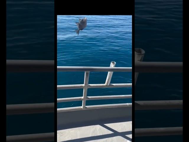 Triggerfish Caught - #fishing