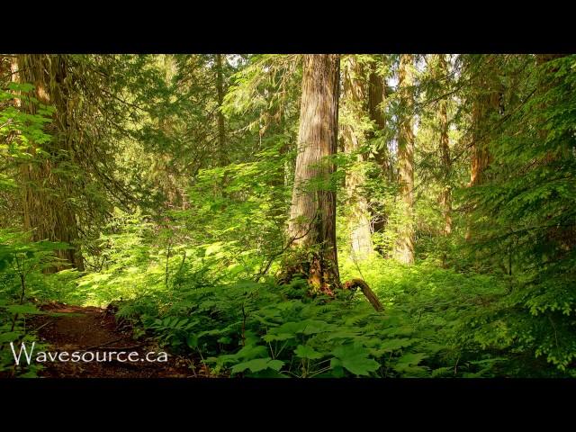 Earth Elemental Healing (432Hz) Music ~ Grounding, Growth, Prosperity, Strength