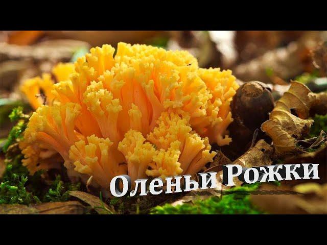 Оленьи рога в сметане! Самые вкусные и ароматные грибы! Рецепт от Семь Перцев.