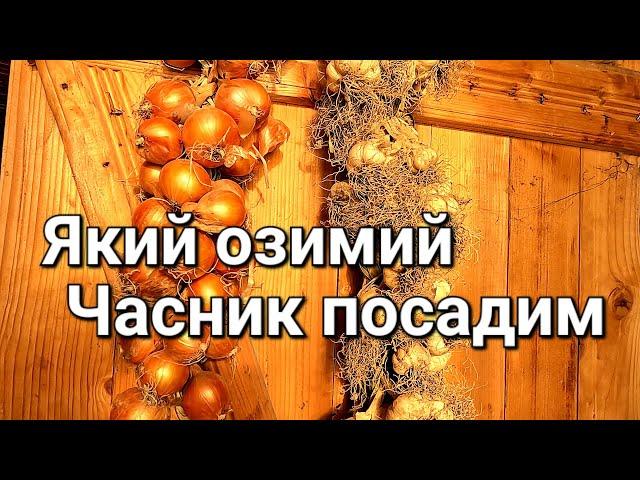 Які сорти озимого часнику плануємо садити | Чому садим Ярий часник під зиму @МояДачаСадГород