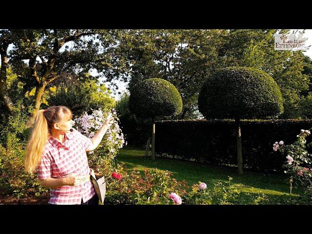 Besonders gute Rosen für Hecken im Garten