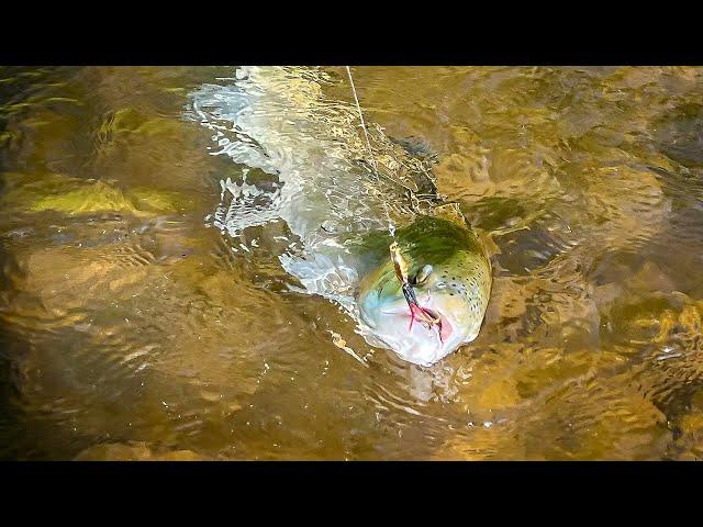 Trout Fishing in Virginia with Justin Reeves