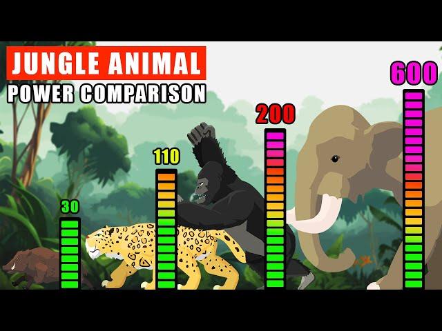 Jungle Animals Power Comparison | Animal Animation