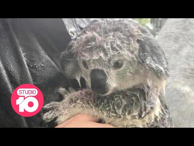 How To Help Animals Found in Floodwaters | Studio 10